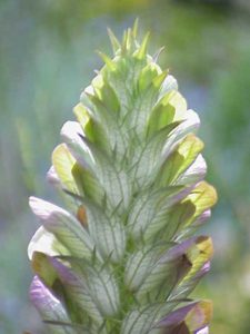 Her ses Acanthus balcanicus