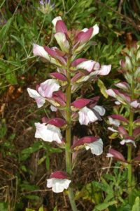Acanthus mollis - også kaldet 'Bjørnetidsel' eller 'Blød akantus'