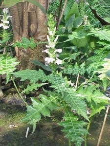 Her ses Acanthus montanus 