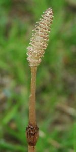 Ager-padderokken hedder 'Equisetum arvense' på fagsprog