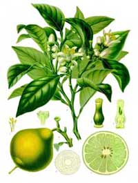 Bergamotolie udvindes af citrusfrugten bergamot 