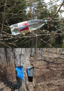 Birkesaft kan tappes på 2 måder