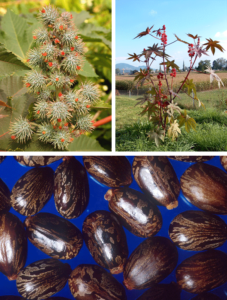 Castor olie stammer fra Ricinus communis
