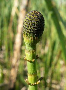 Fagudtrykket for Dynd-padderok er 'Equisetum 'palustre'