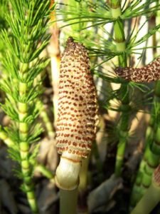 Elfenbens-padderok betegnes også 'Equisetum telmateia' blandt fagfolk