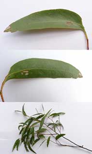 Eukalyptusolja 