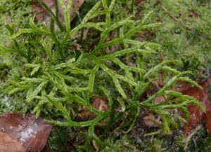 Flad Ulvefod kaldes Diphasiastrum complanatum på latin