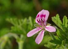 Geraniumolie udvindes af blomster i Pelargonie-slægten