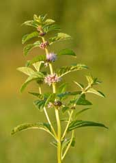 Japansk pebermynteolie stammer fra den Japanske mynte (Mentha arvensis)