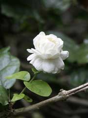Jasminolja