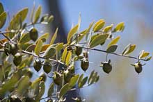 Jojobaolie stammer fra Jojoba-planten (Simmondsia chinensis)