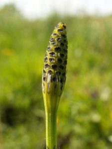 Kær-padderokken går også under betegnelsen 'Equisetum palustre'