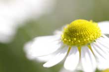 Kamilleolie kan udvindes af blomster i slægten Kamille