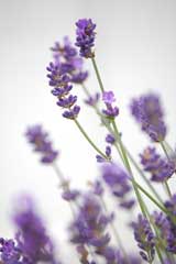 Lavender oil is extracted from flowers of the lavender genus