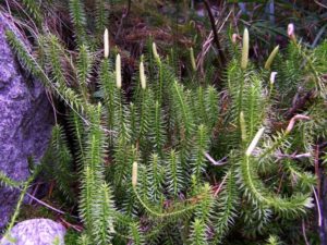 Lycopodium annotinum er fagbetegnelsen for Femradet Ulvefod