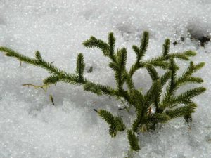 Lycopodium clavatum er den latinske betegnelse for Almindelig Ulvefod
