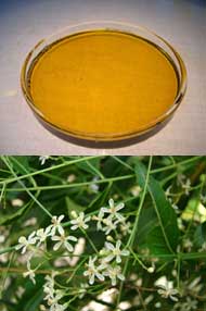 Neem olie kan også staves ´neemolie´