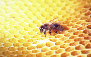 Propolis bruges især til at forbedre mundhygiejnen og behandle blister