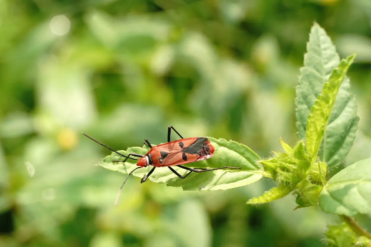 Les ravageurs du jardin peuvent constituer un problème sérieux, mais avec une gestion adéquate, ils peuvent être contrôlés.