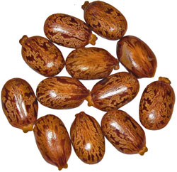 L'huile de ricin est la même que l'huile de palme, l'huile américaine et l'huile de ricin.