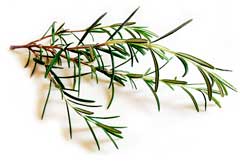 Rosemary oil is aromatic and has many uses