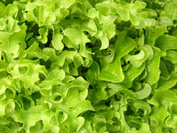 Les salades peuvent être relevées avec de l'eau de fleur d'oranger.
