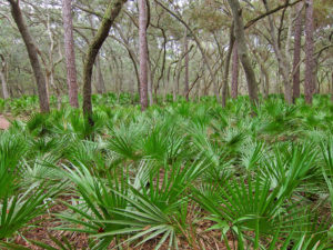 Savpalme kaldes også 'saw palmetto' og vokser kun i visse dele af USA