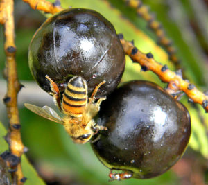 Savpalmens frugter (bær) bruges til at lave medicin