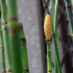 Skavgræs kaldes 'Equisetum hyemale' på latin