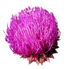 Tidselsolie stammer fra Marietidsel (Silybum marianum)