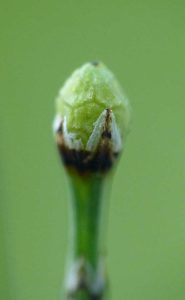 Tråd-padderokken hedder 'Equisetum scirpoides' på latin