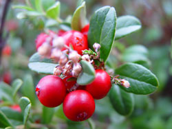 Cranberry juice is best made from raw cranberries - but frozen can also be used if necessary